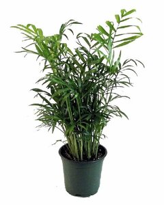 3-5 Ft. Plant rental Chicago, IL