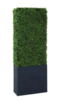 Short Boxwood Hedge rental in San Francisco-Oakland-San Jose, CA