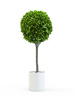 Trees rental in Philadelphia, PA