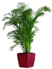 5-7 Ft. Plant rental in Philadelphia, PA