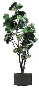 Fiddle Fig - Artificial rental Miami-Ft. Lauderdale, FL