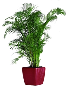 5-7 Ft. Plant rental Miami-Ft. Lauderdale, FL
