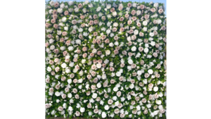 Blush & White Flower Wall rental Houston, TX
