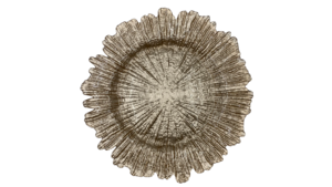 Reef Champagne Glass Charger rental Houston, TX