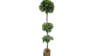 Planted Tree rental in Denver, CO