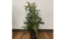 Small Decorative tree rental in Denver, CO