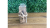 7 inch Wood Votive Candle Holder rental in Denver, CO