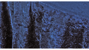 120" Navy Blue Crushed Velvet Linen rental Houston, TX