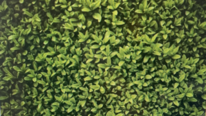 Backdrop Hedge Photo 6 x 8 rental Fresno-Armona, CA