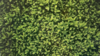 Backdrop Hedge Photo 6 x 8 rental in Fresno-Armona, CA