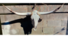 Backdrop Head and Horns rental in Fresno-Armona, CA