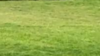 Canopy Astro Turf 12 x 40 rental in Fresno-Armona, CA