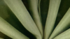 Napkin 20 x 20 Eucalyptus Olive Green rental in Fresno-Armona, CA