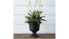 Columns Black Large Urns Pair rental in Fresno-Armona, CA