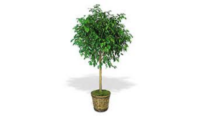 Artificial Ficus Tree, 6' rental N. Virginia-DC, VA
