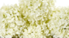 32' Silk Hydrangea Table Runner rental in N. Virginia-DC, VA