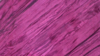 Crinkle Taffeta - Magenta 646 - 6 x 108 (Sash) rental in San Antonio, TX
